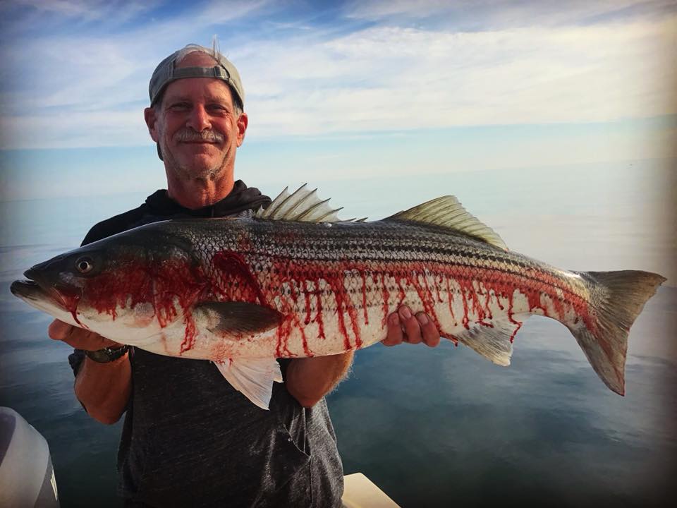 striped bass charter newburyport plum island .jpg