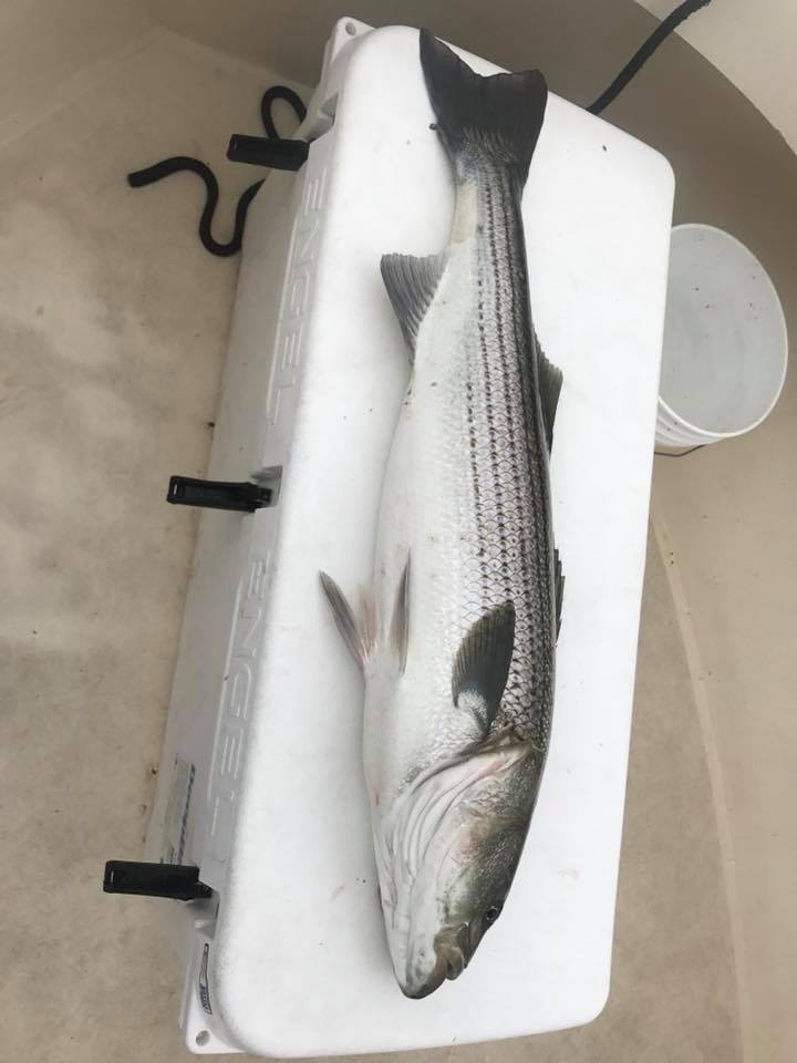 striped bass charter newburyport salisbury seabrook nh .jpg