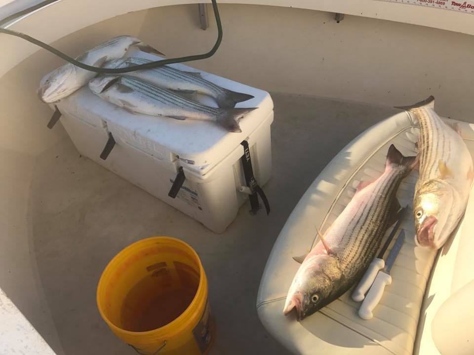 Striper Charter fishing MA Capt.jpg