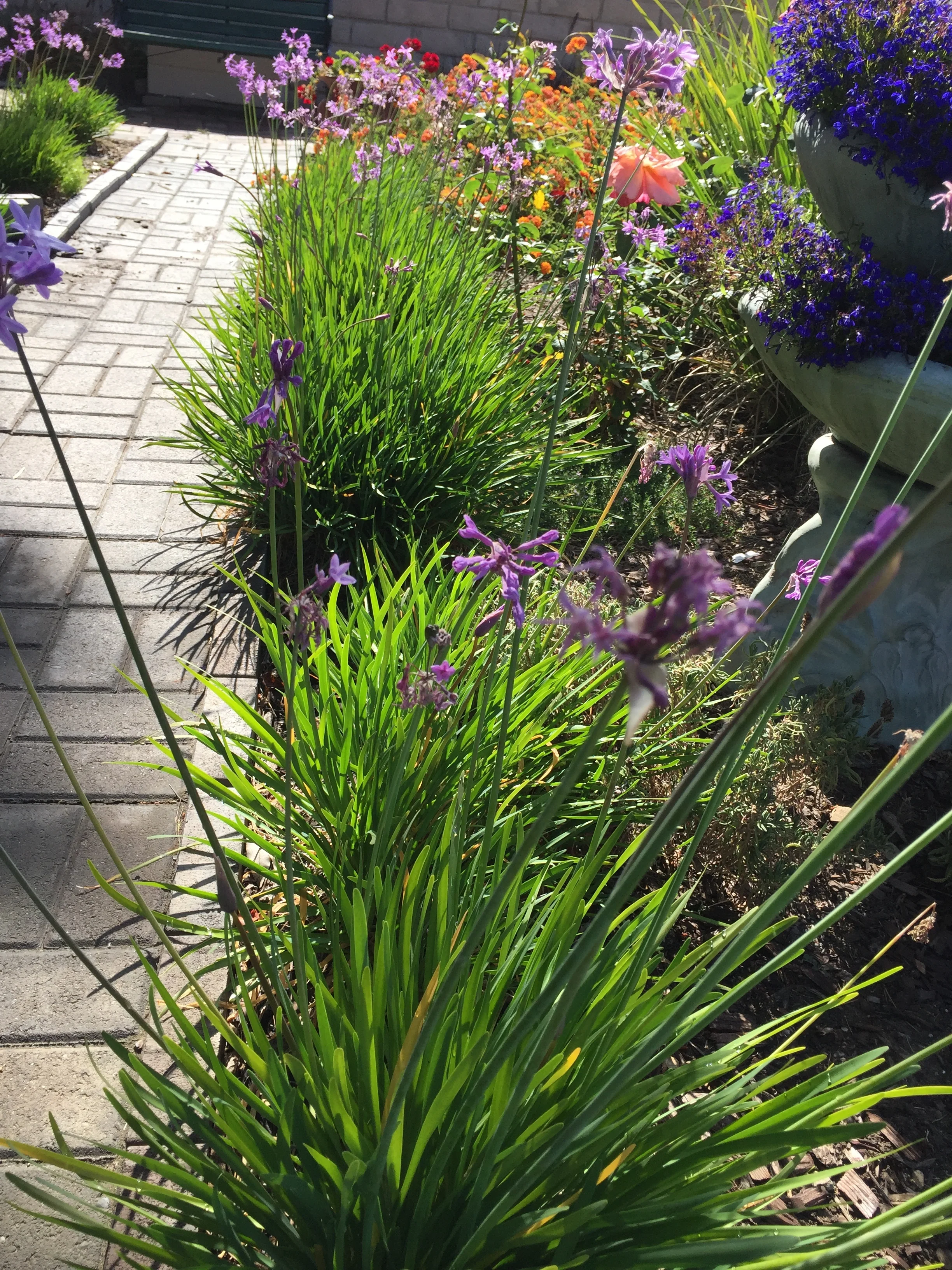 Spring In The Garden 