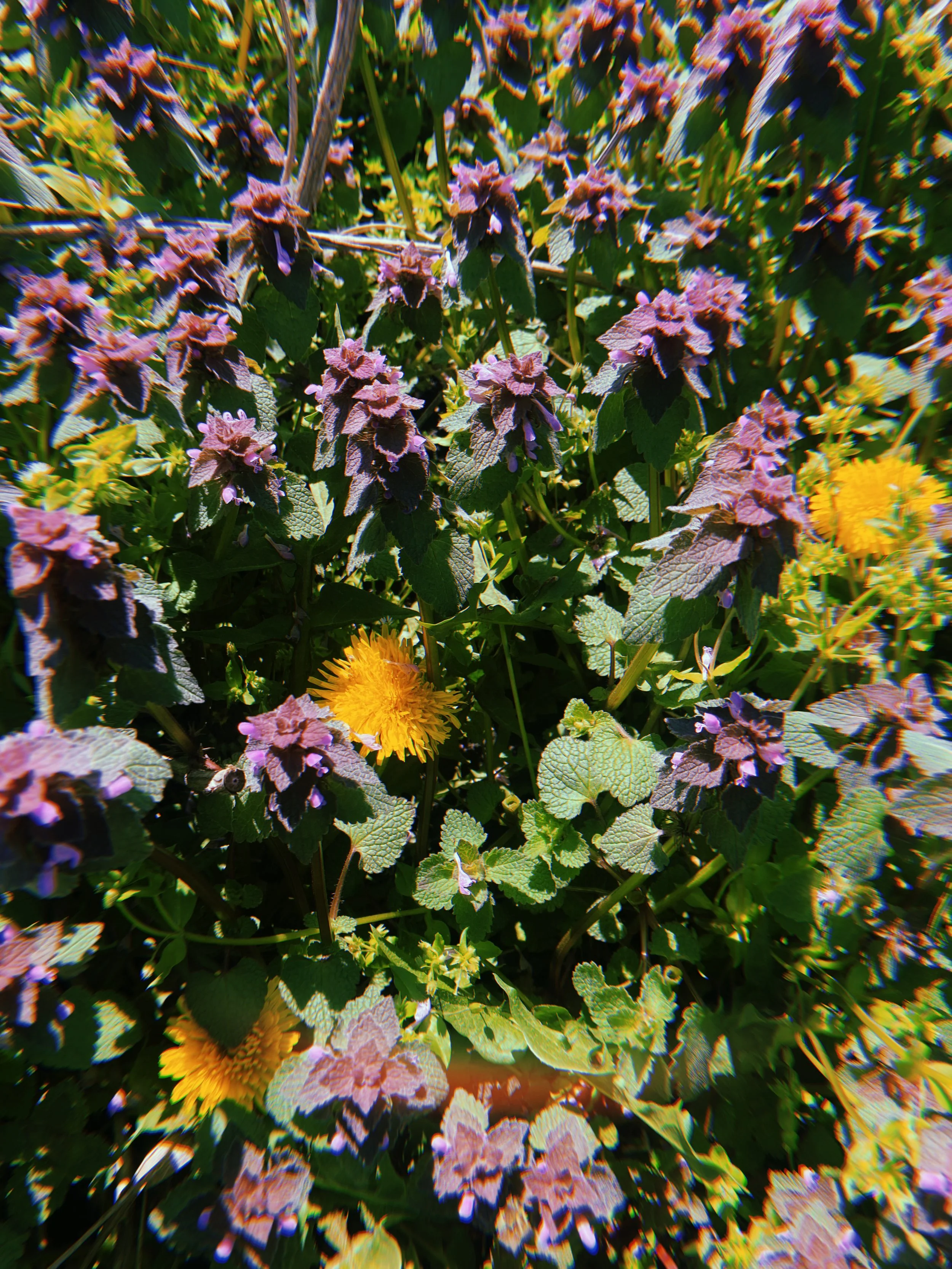 2024-04-13 12:05:52.170.JPG