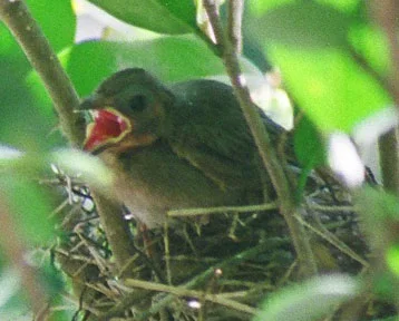 I'd never seen a baby bird being fed, but the mama and daddy both feed the chicks and they push their beaks waaaaaay down the babies' throats. I was so surprised. I couldn't get a good shot of that, though, because there was this leaf right in the way! :(