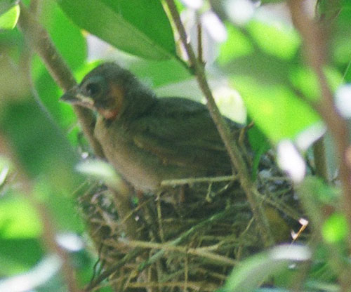   Naptime is over and this one is perched right on the edge. It looks big in the photo, but it's really very tiny.  