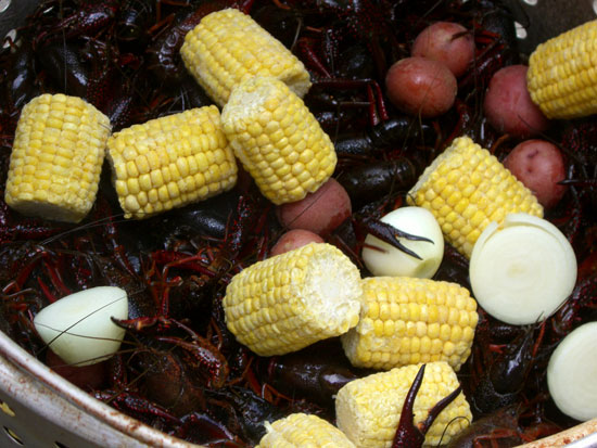   Here's the crawfish before they are cooked. Included in the mixture are corn, potatoes, lemon, butter and spices.  