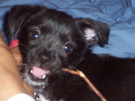 Sahsha is a Shih-Tzu mix and belongs to Aveina P. from Texas. Sahsha does not make an appearance in the book, but we "hear" her bark during Chapter 14 while our heroine is giving her a walk. Here is the anecdote Aveina submitted with Sahsha's picture: "My little Sahsha has her very own blog and makes life so wonderful. Whenever I am sad or irritated with my daily doldrum, I just think of Sahsha and the goofy things she does and crack up! She doesn't like her paws touched so whenever you put your hand on her paw, she takes out her paw and puts it over your hand.. like she's saying, 'It's going to be okay Mummy..I'm here...'"