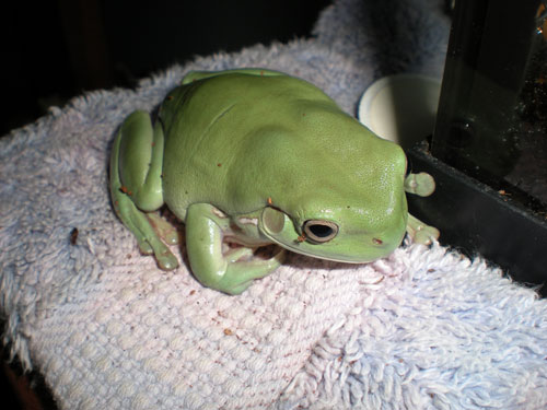   Shamrock is an Australian White's Dumpy Tree Frog belongs to Evelyn O. of California. He appears in Chapter 27 during a scene between our heroine and three young baseball players.    Here is the anecdote that Evelyn sent in with Shamrock's picture: