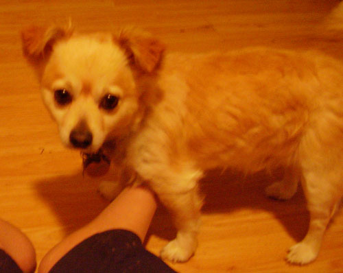 Tippy is a Pomchi (a Pomeranian Chihauha mix). He belongs to Linda K. of Nebraska. Tippy first appears in Chapter Four when our hero interviews our heroine at a local coffee shop. Here is the anecdote Linda submitted with her photo: "My Tippy wakes me up every morning better than an alarm clock. He sneaks under the covers and puts his cold little nose right into the crook of my knee. If that doesn't wake me up, he sneaks up and licks the back of my ear. Better than a high pitched alarm!"