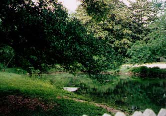This is the inspiration for the pond in BRIDE.