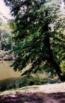   Here's the big tree by the pond that is leaning over in such a way that it seems to defy gravity.  