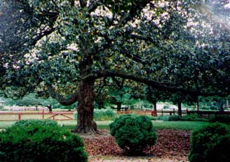   This gigantic magnolia tree was just too magnificent not to include in the novel. It makes its appearance during the scene in which Constance meets her first Native American.  