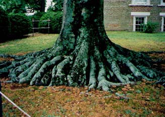   Here are the roots of that same tree. I had Sally balancing herself on one root before jumping to the next.  