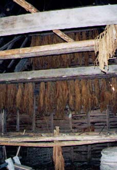   Here is some tobacco whose stalks have been impaled onto slender sticks and hung head down across beams in the ventilated tobacco barn to wilt and cure.     