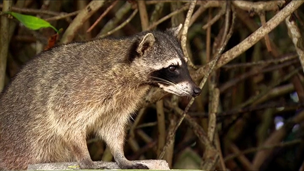 Anyone dumb enough to believe Clare was talking to a raccoon should not be allowed near their own kitchen appliances and motorized vehicles.