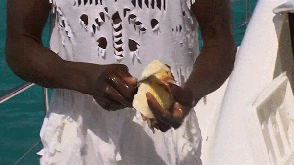 gif9.gif