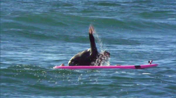 gif10.gif
