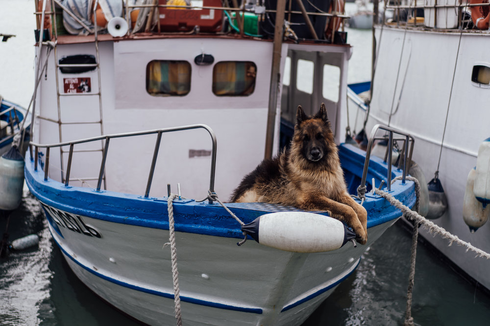  Fell in love with this German Shepherd on the way back to the ship. He was quite the model! 😍 