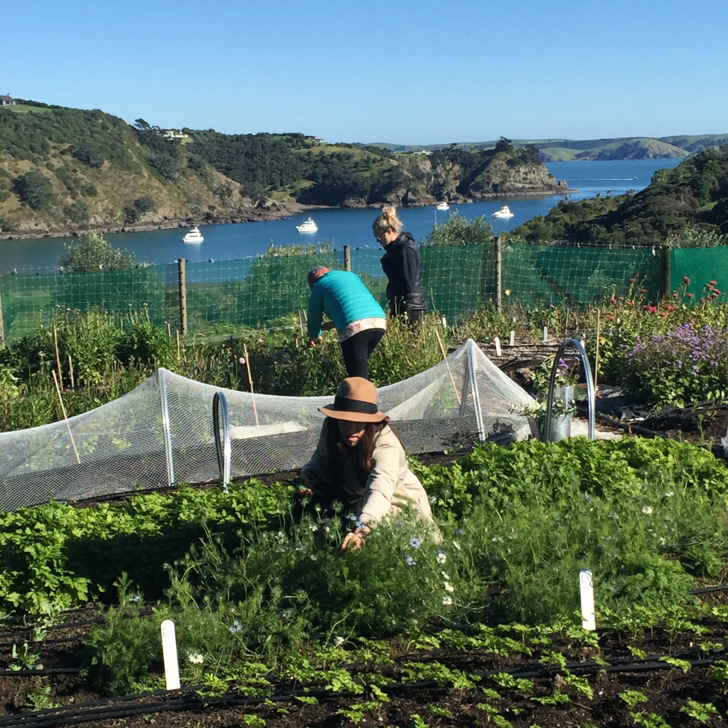 NOURISH GARDENS... a visit to our local flower farm is an essential beginning to the course...it's foraging heaven!
