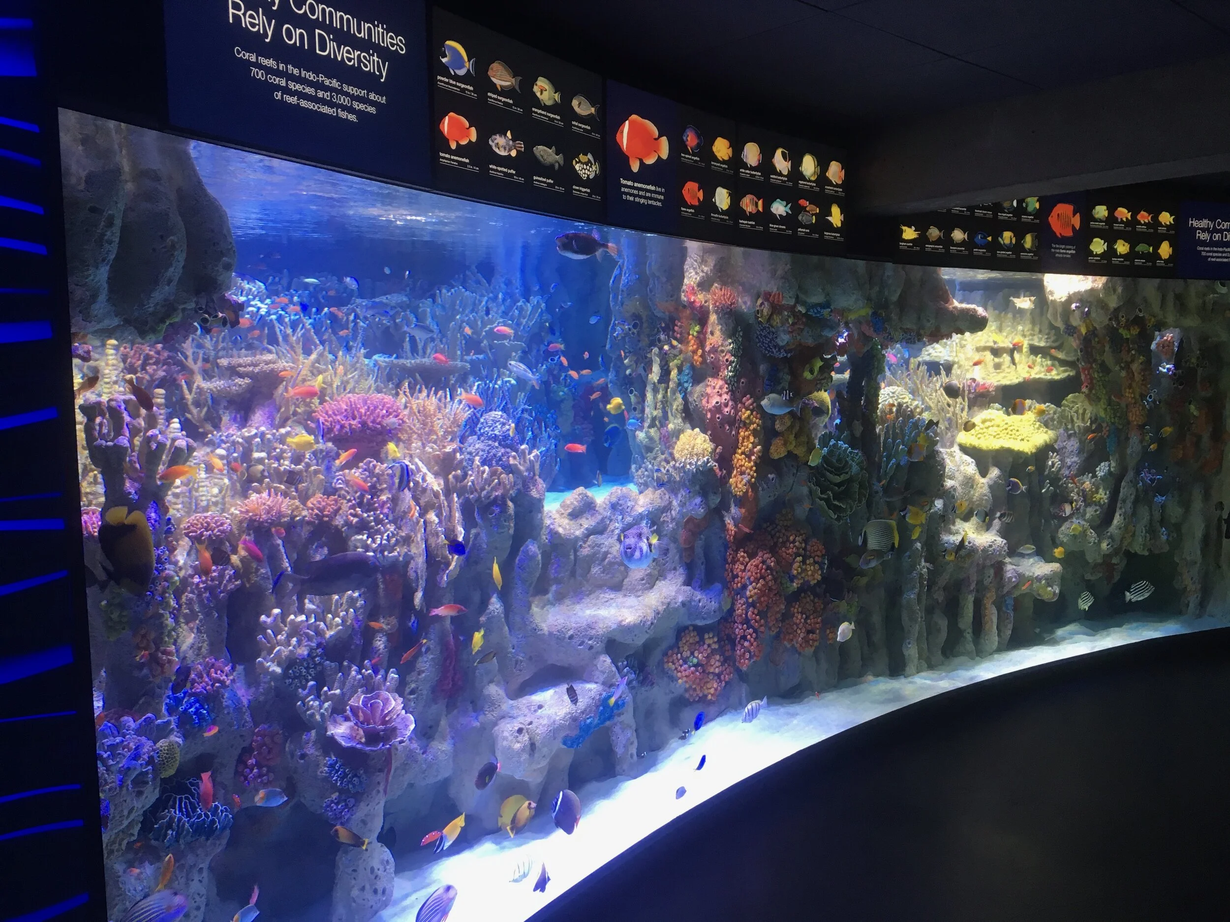 Indo-Pacific Reef Community