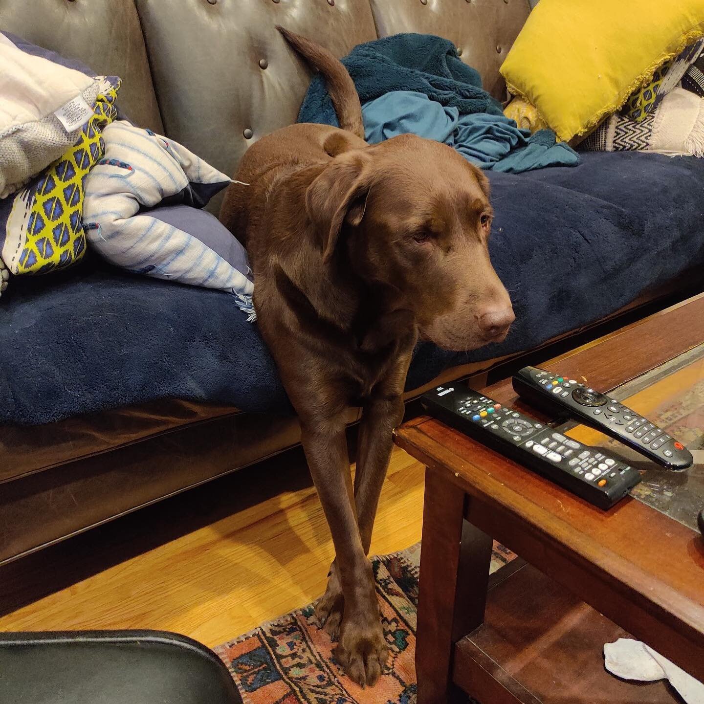 He has just been casually chillin&rsquo; like this for 20 minutes. I guess it&rsquo;s comfortable?

#elon #dogsofinstagram #beggingdog #chocolatelab #chocolatelabsofinstagram #yoga #yogi #comfort