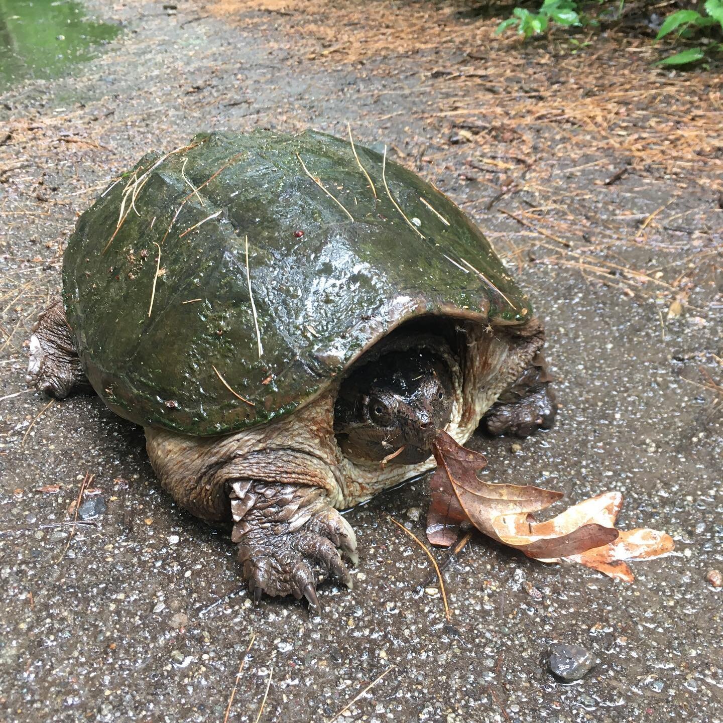 Yesterday we came across a relatively giant and unexpected trail frand on our rainy wander. Obviously I found this turtly awesome 😎 

#middlesexfells #snappingturtle #leafeater #nomnom #friends #turtle