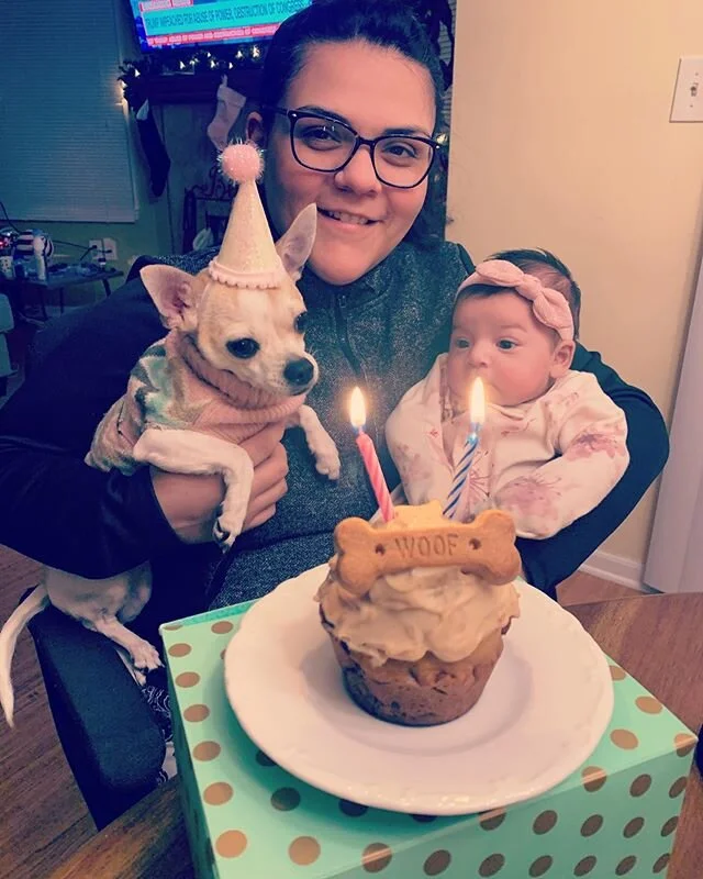 #HappyBirthday to my first baby @fridathechix Can&rsquo;t believe how quickly these two years have flown by! Feels like only yesterday that we adopted you from @blondehair_bluenose in #connecticut !!! We love you to pieces Chiquita 🐶💕🎉🎂🥳 #furbab
