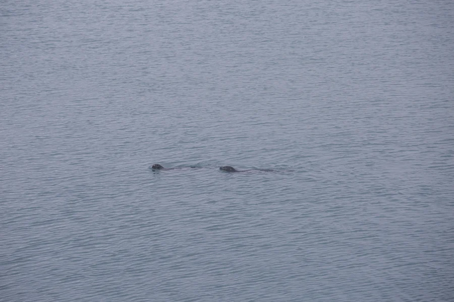Hi seals!