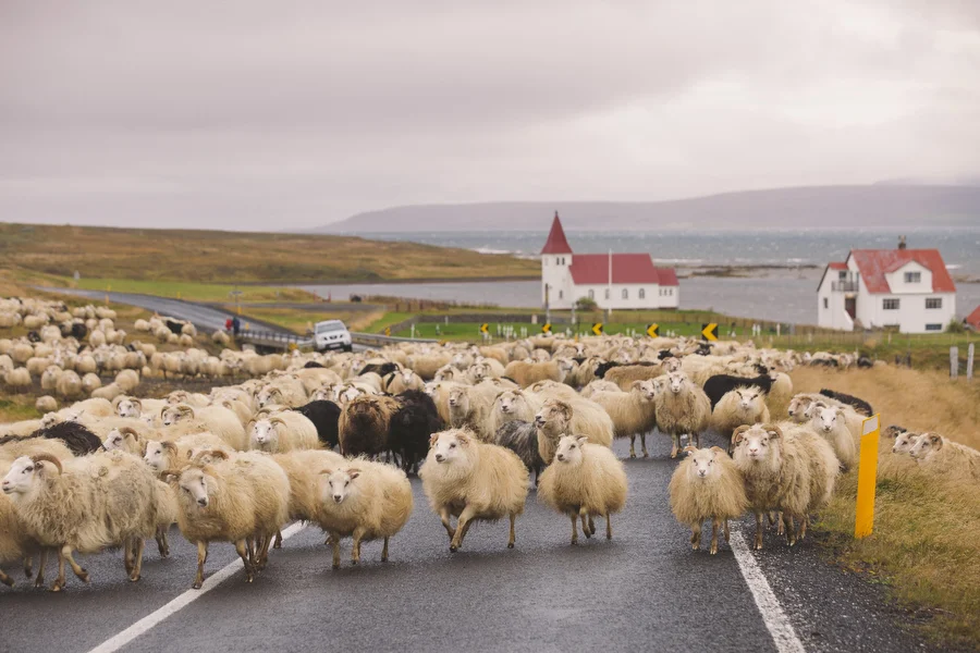 More sheep....