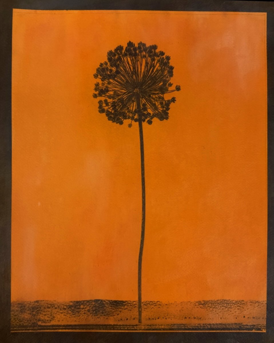 Chainey__Pop O'Orange_ - S Chainey.jpg