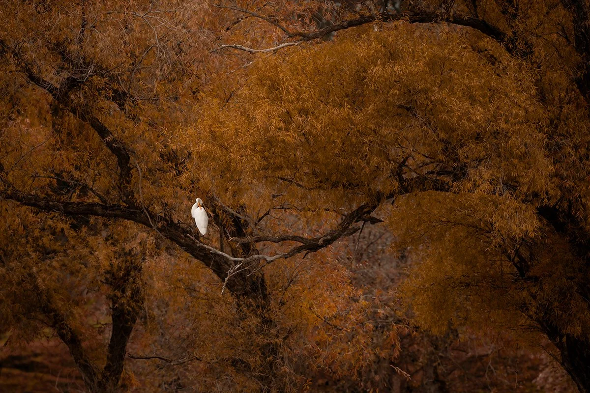 Crystal Lynn Collins_Autumn Egret - Crystal Collins.jpg
