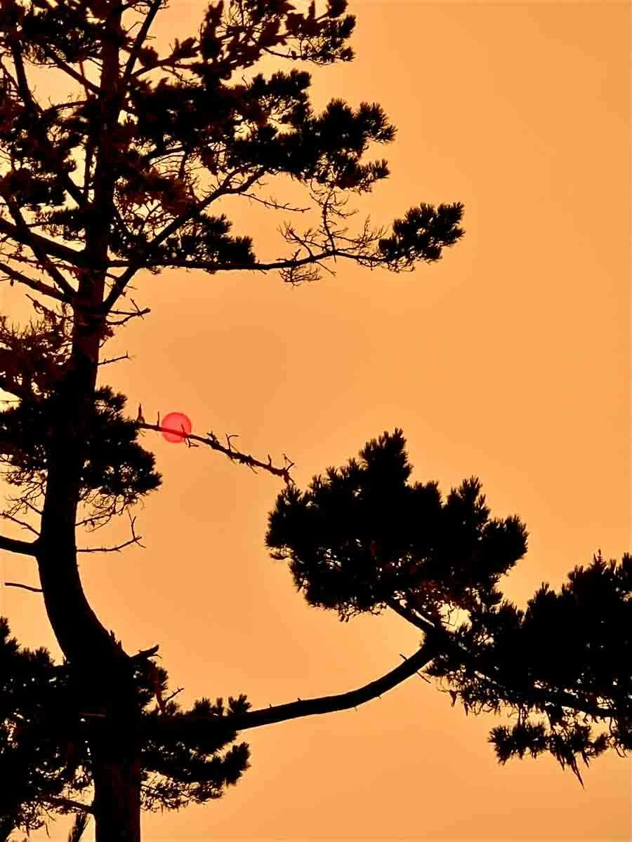 JeanneMarino_OrangeWisdom - Jeanne Marino.jpg