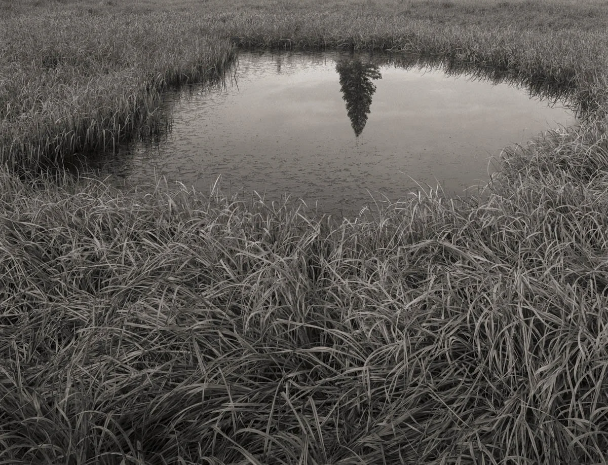 Citret Reflected Pine, Tuolumne Meadows, 2015.jpg