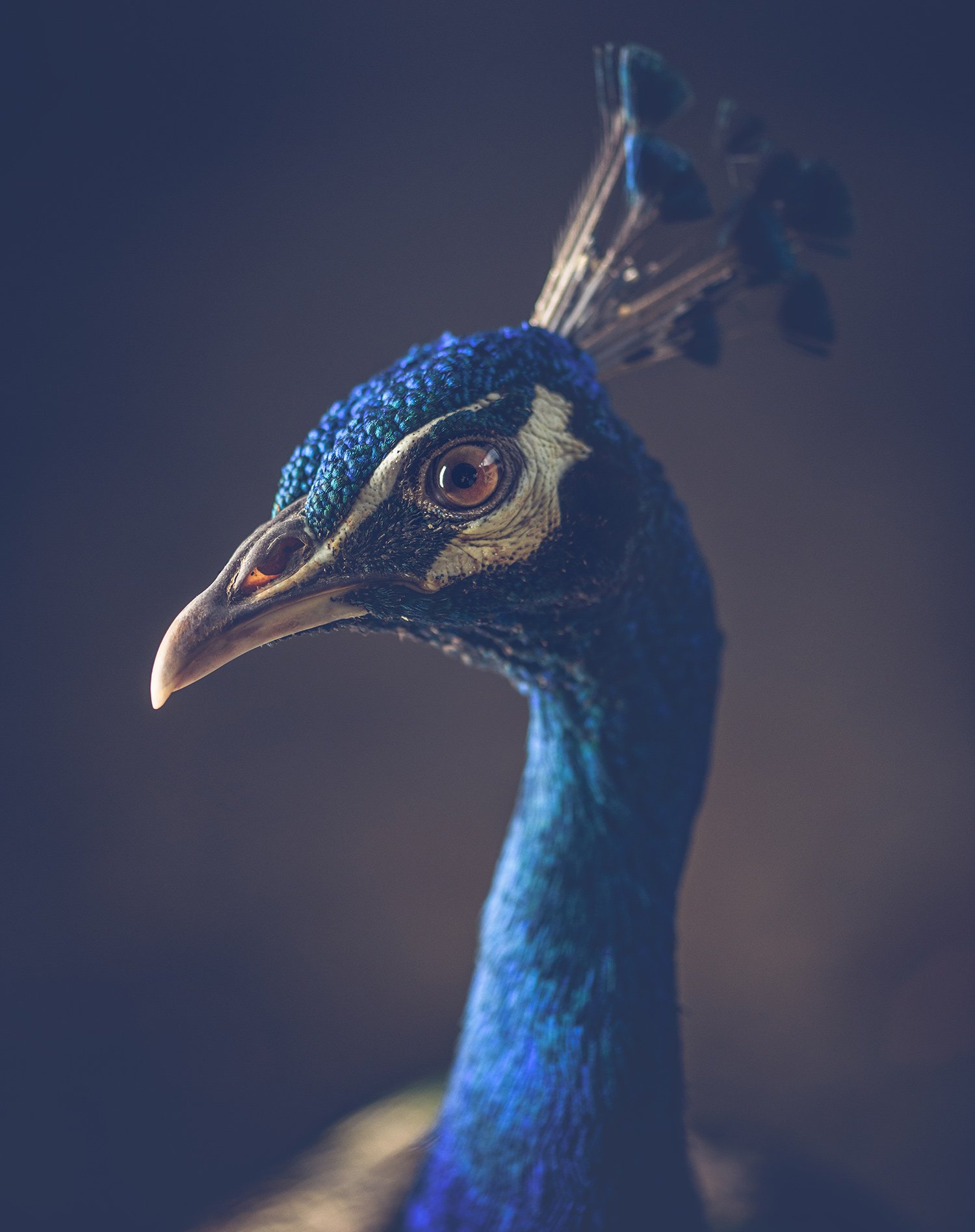 peacock-2.jpg