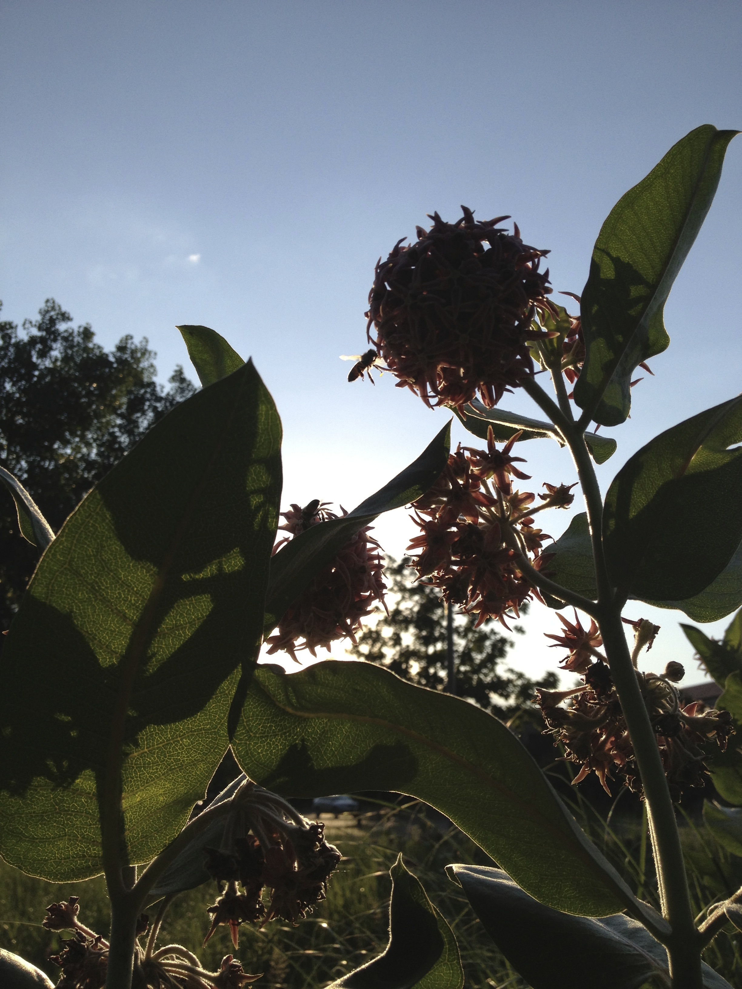 Busy bee.