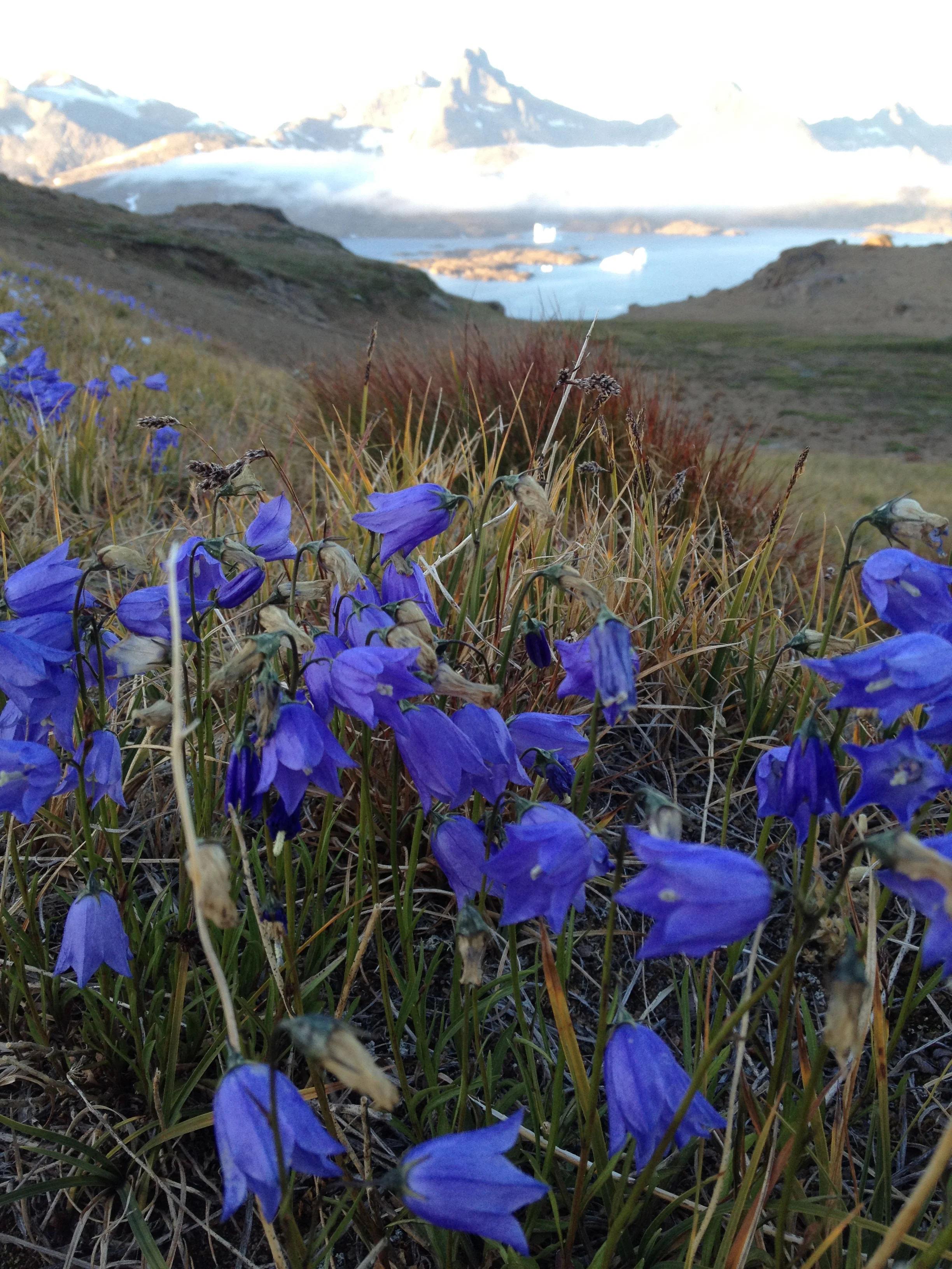 Flowers in Tasiilaq