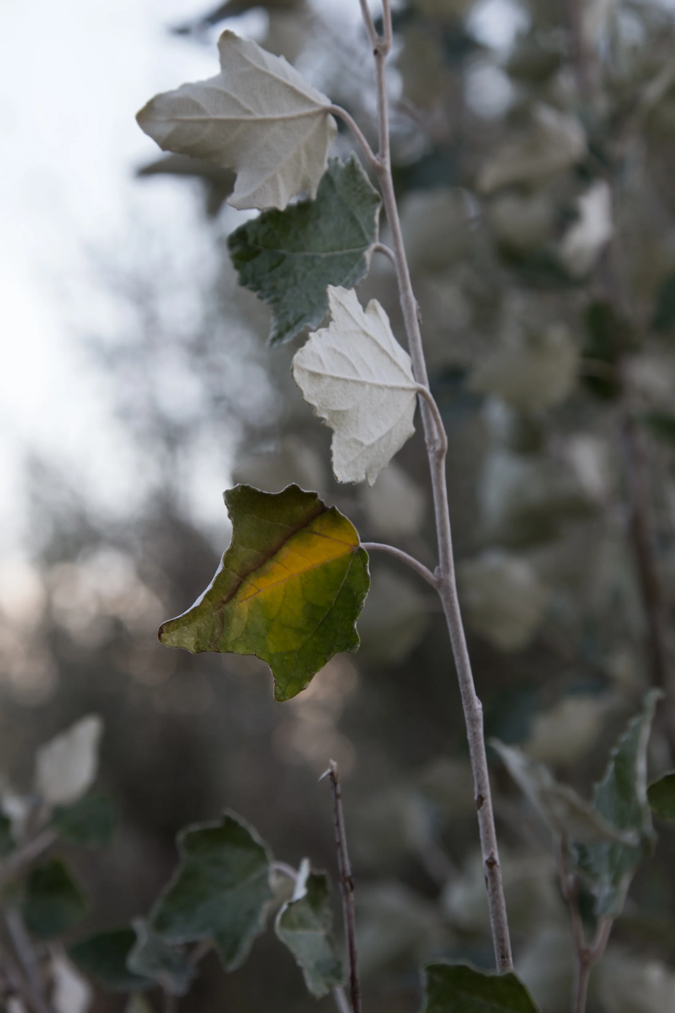 A touch of color, Coot Lake