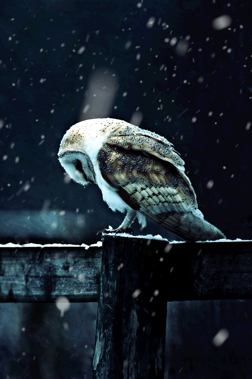 Visual Inspirations 015 41920061  ITCHBAN.com.gif