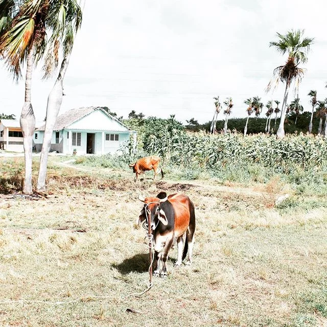 The trip may be over but the memory lives on, just uploaded a recap video to the site ✌🏻️🇨🇺👯 #Cuba #vinales #silkberryincuba #24hrsincuba #travelerincuba