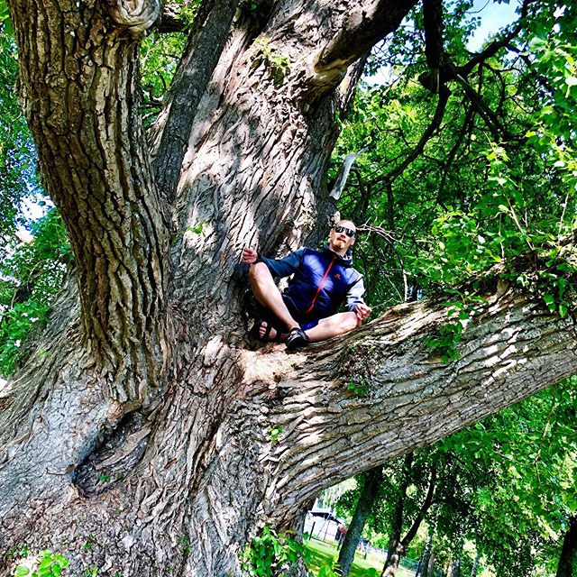 Feeling the life of the biggest tree 🌳 in Finland, Popolus Petrowskiana. Estimated to be over 150yrs old.