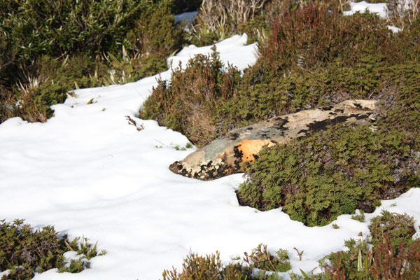 Hartz Mountain - crust above snow melt