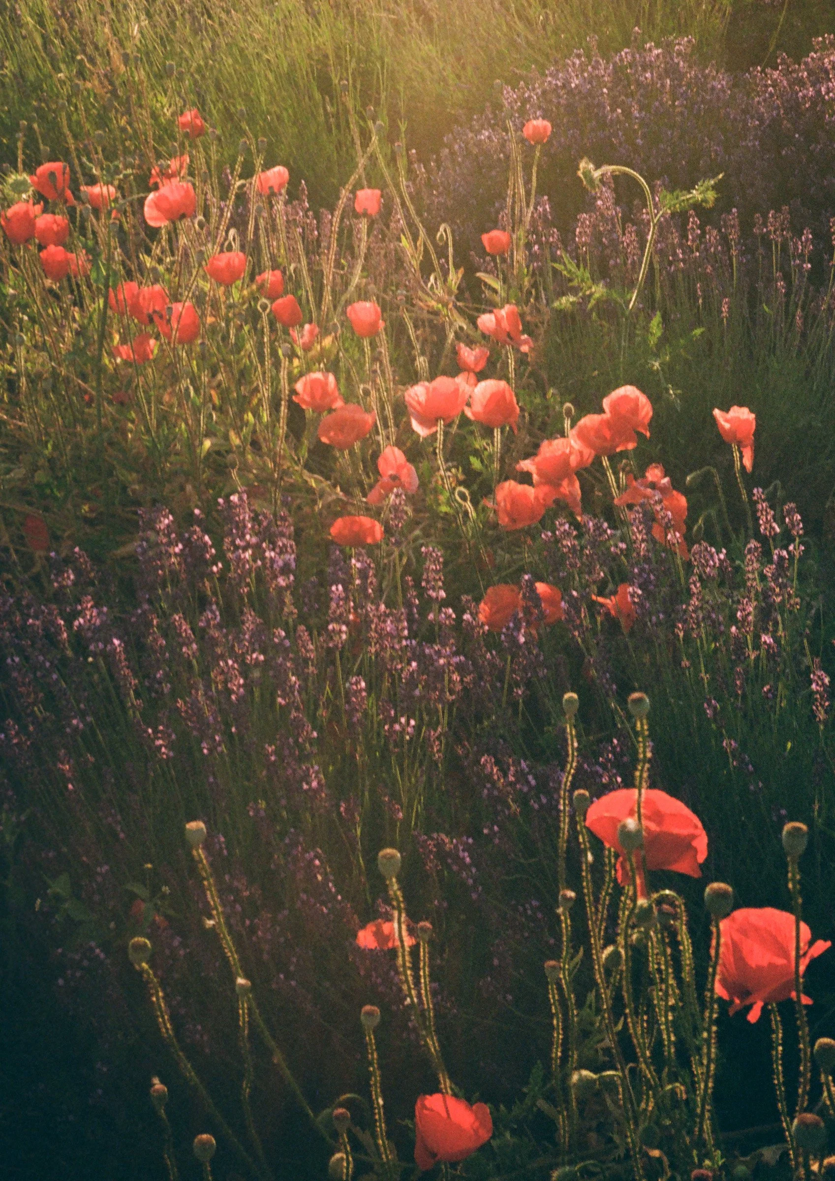 Tall Poppy-Small-Dean Raphael-1.jpg