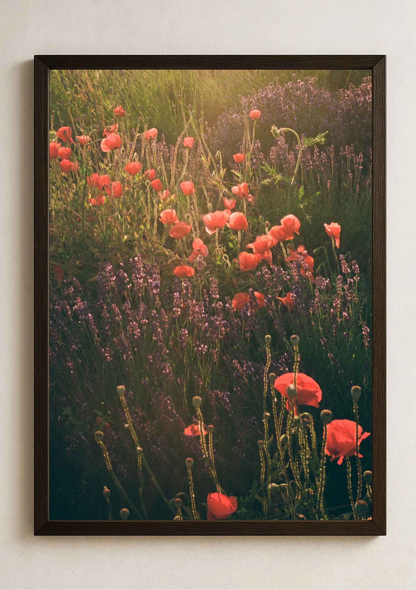 Tall-Poppy-Framed-Dean-Raphael.jpg