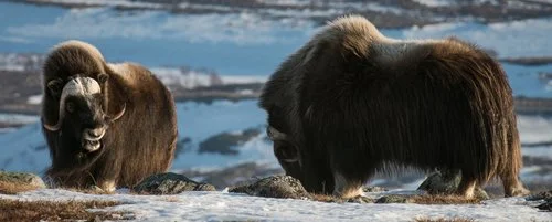 Moskusgjeip+på+Dovre+(2).jpg