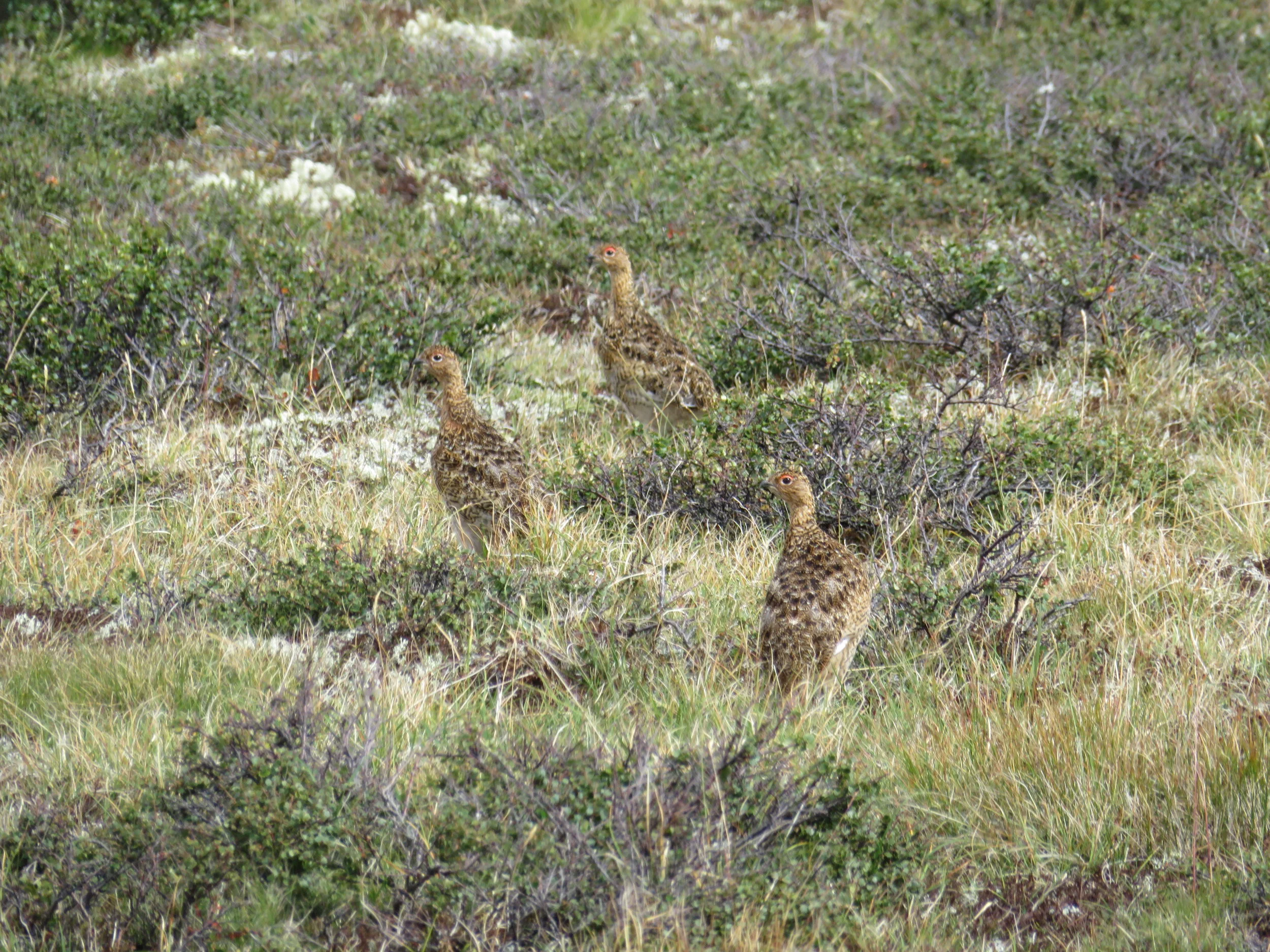 Jegerprøvekurs 2018