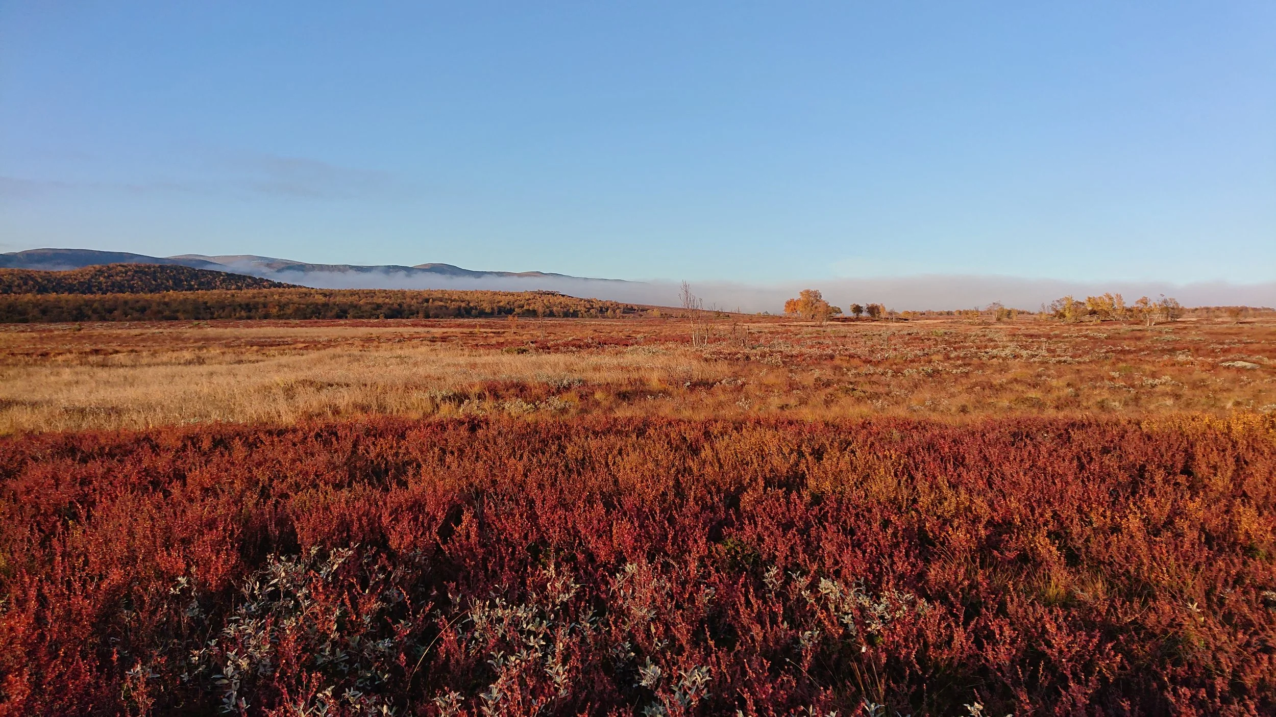 Møte i Dovre fjellstyre