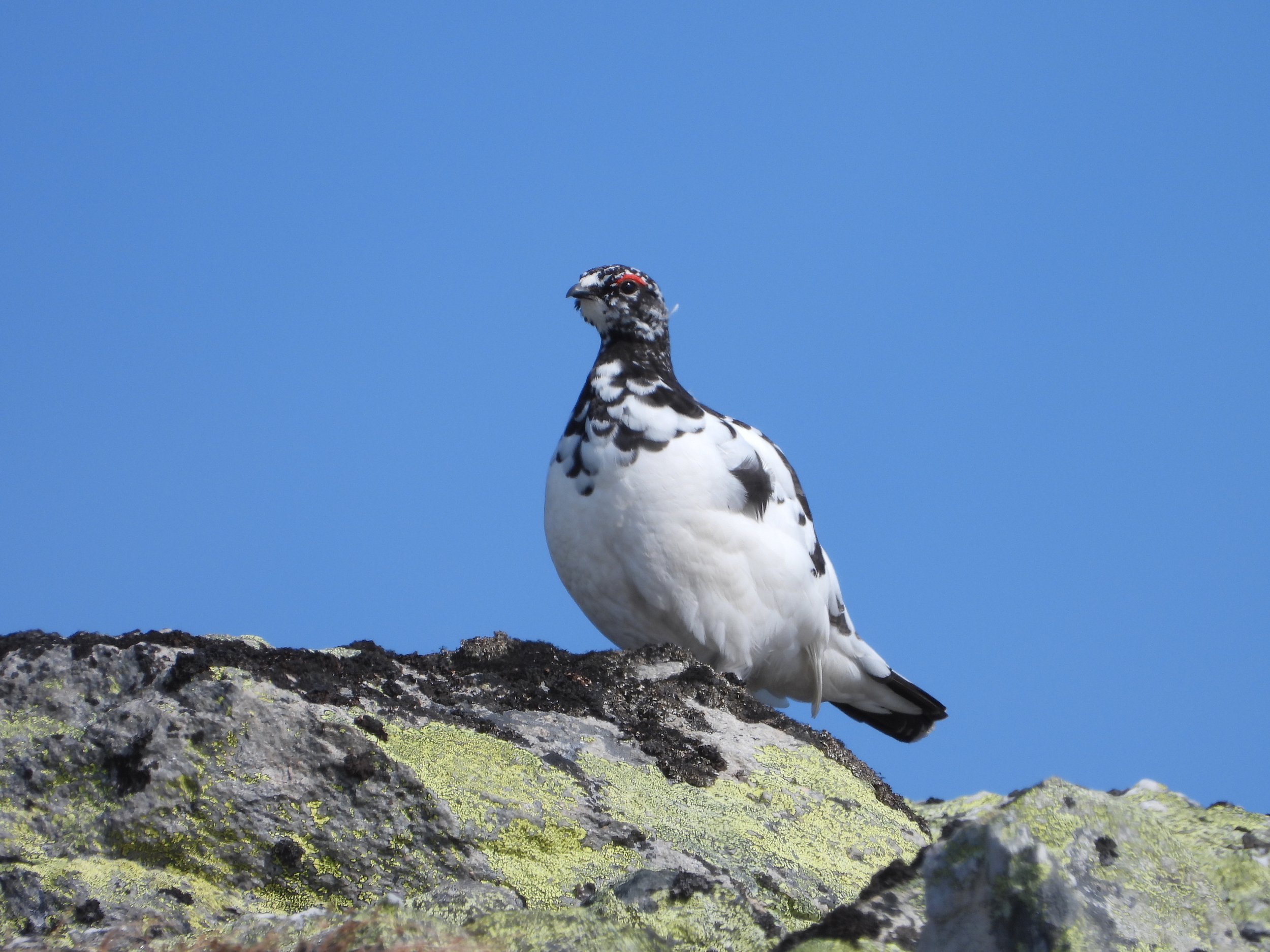 FJELLSTYRET åpner ikke for rypejakt i 2023