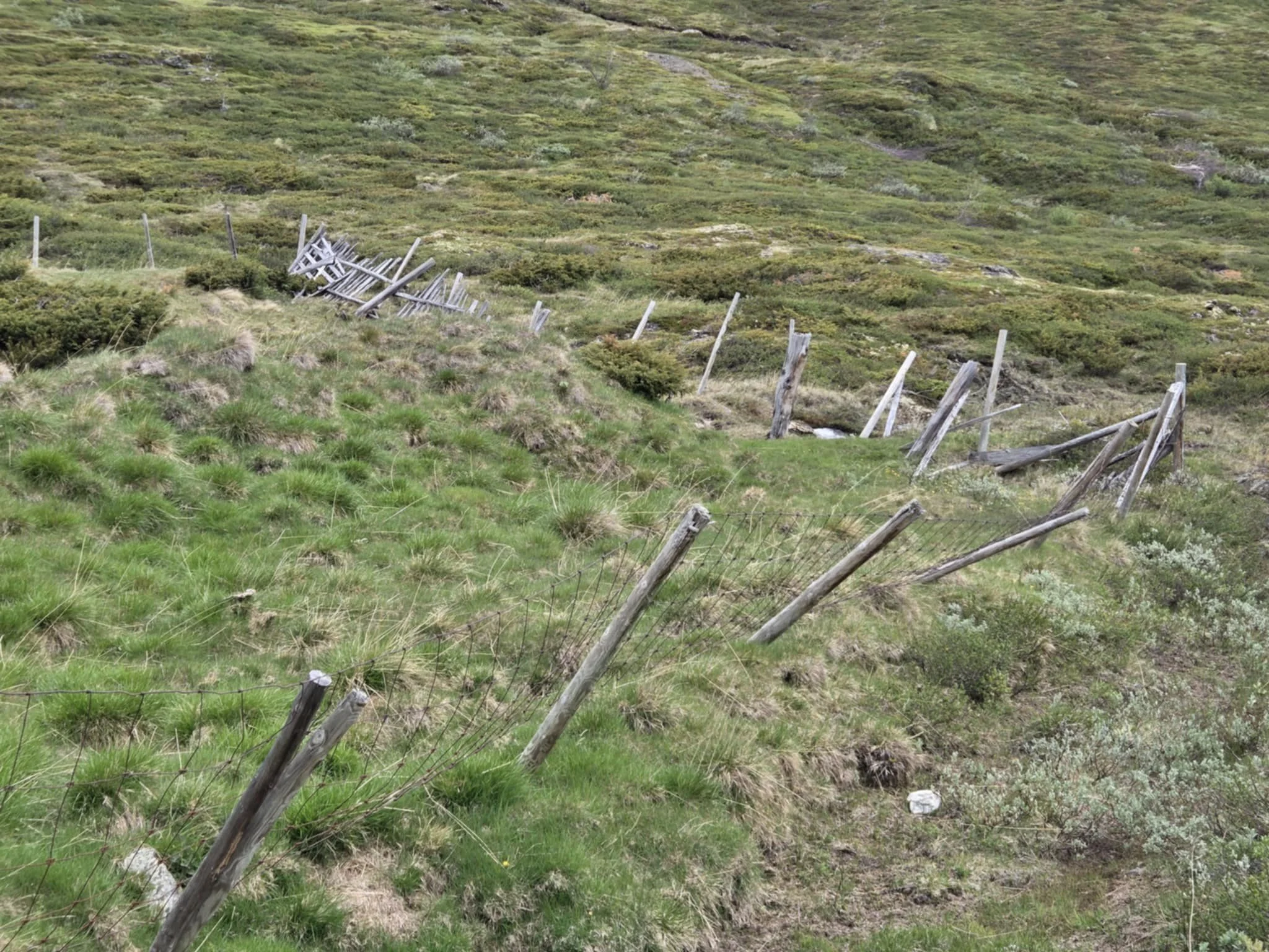 Tilsyn med gjerder i Dovrefjell og Grimsdal statsallmenninger