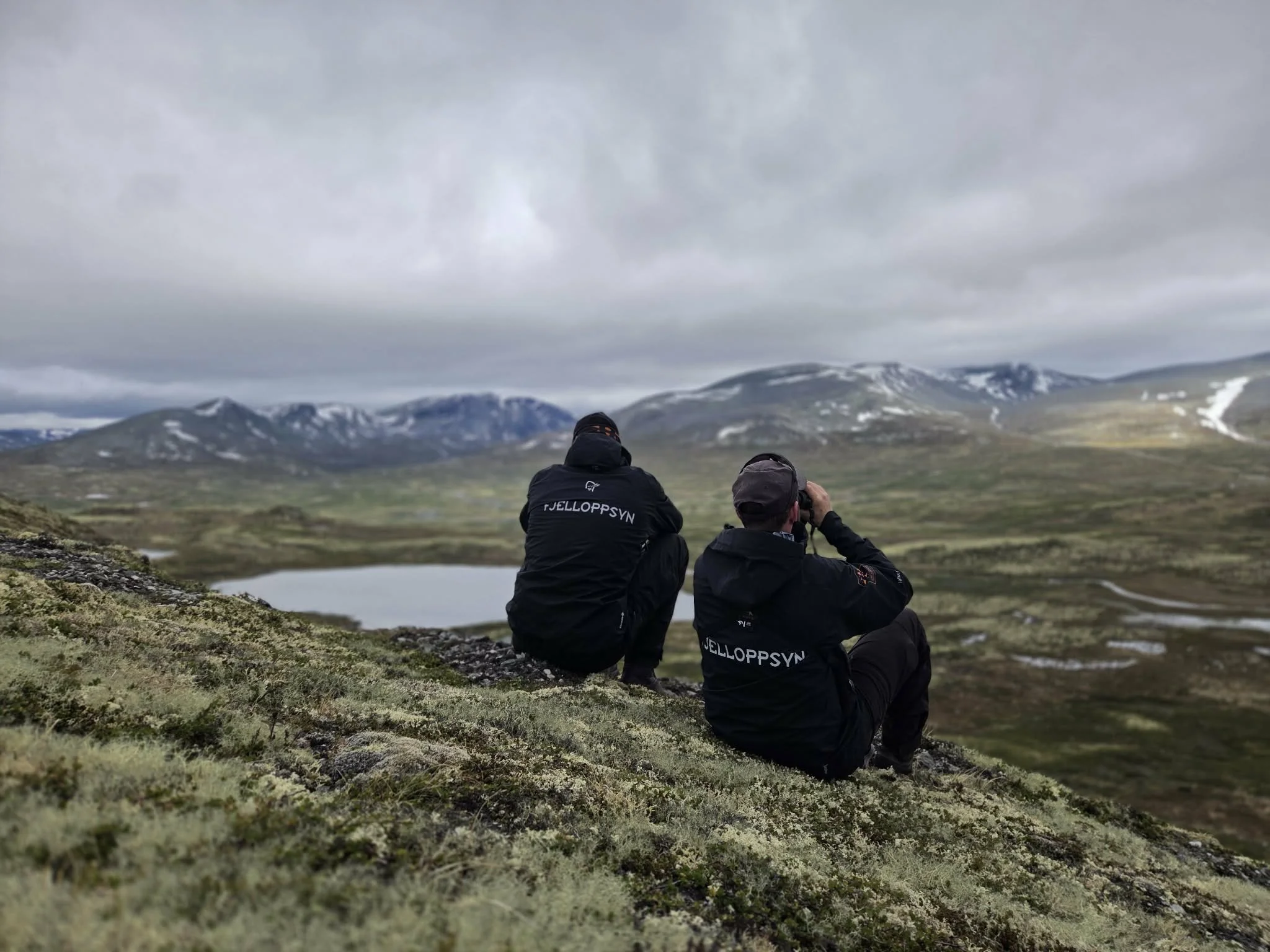 Ledig 100% vikarstilling - fjelloppsyn/saksbehandler