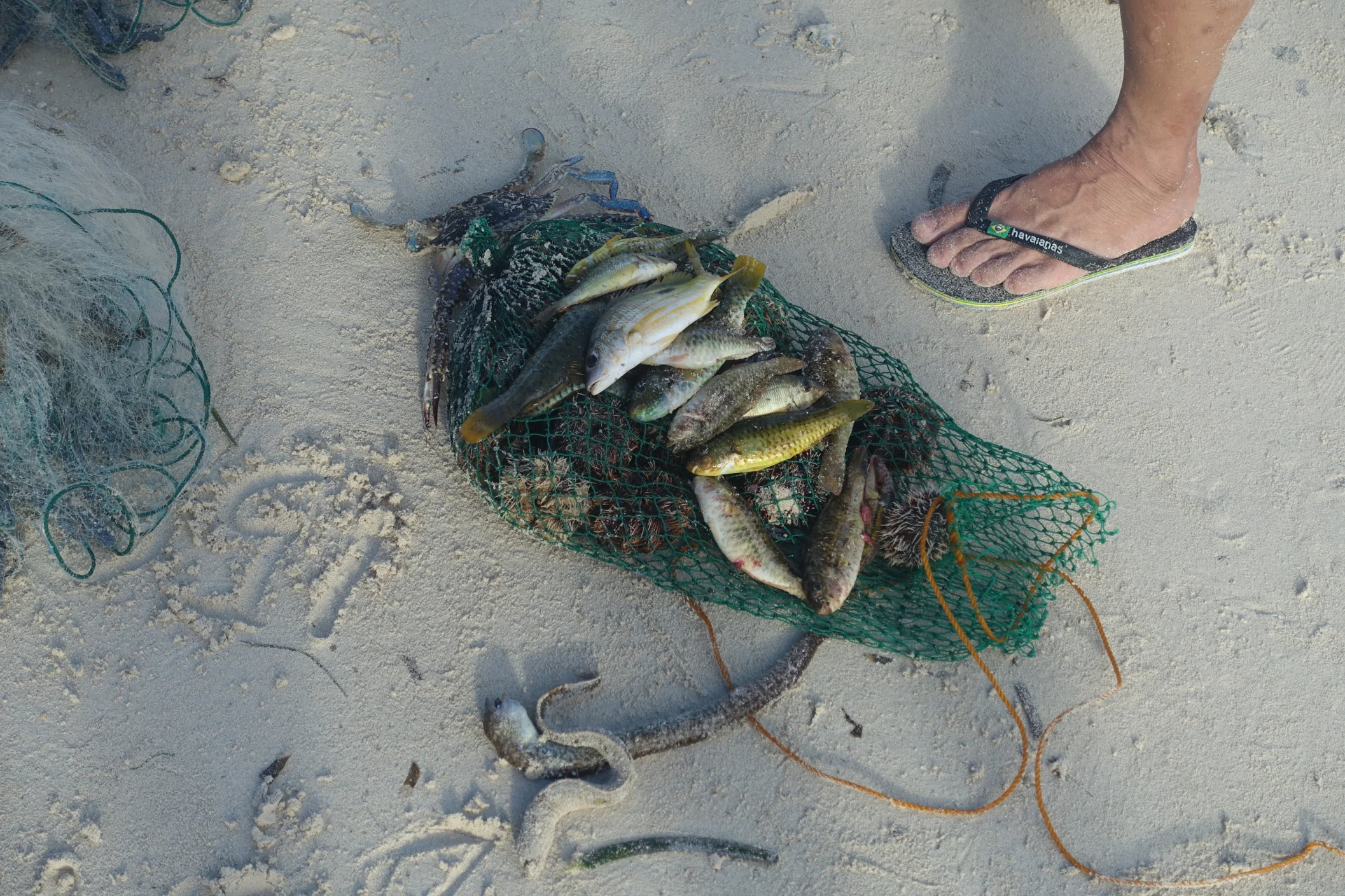 A local catch!