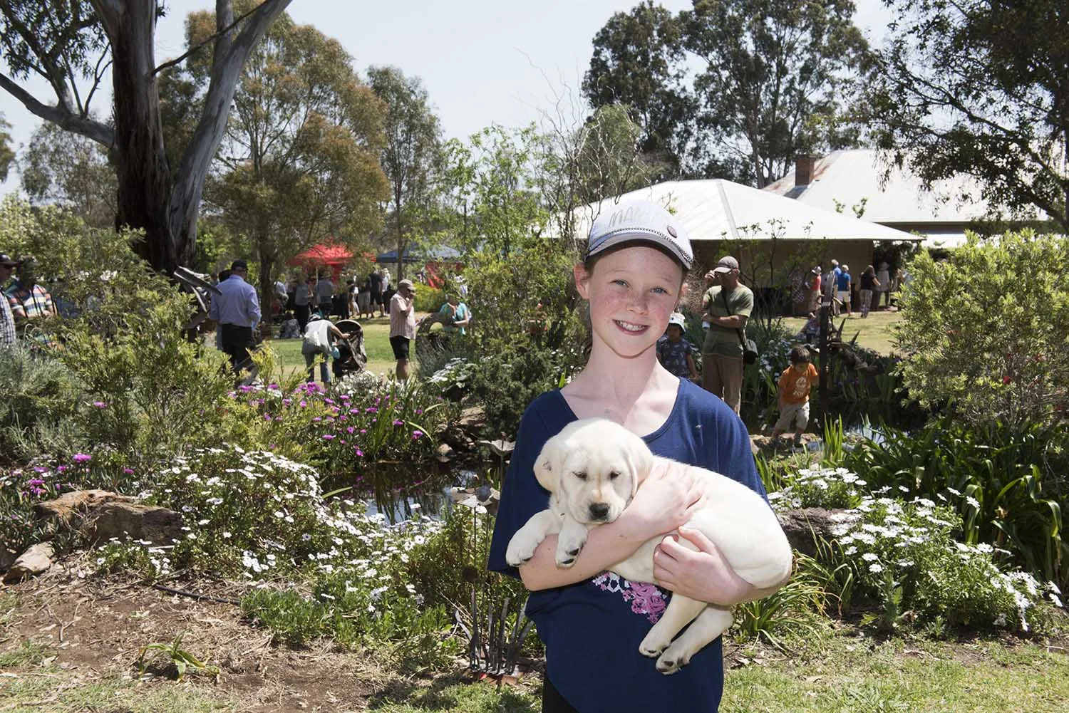 Guide Dog Puppy