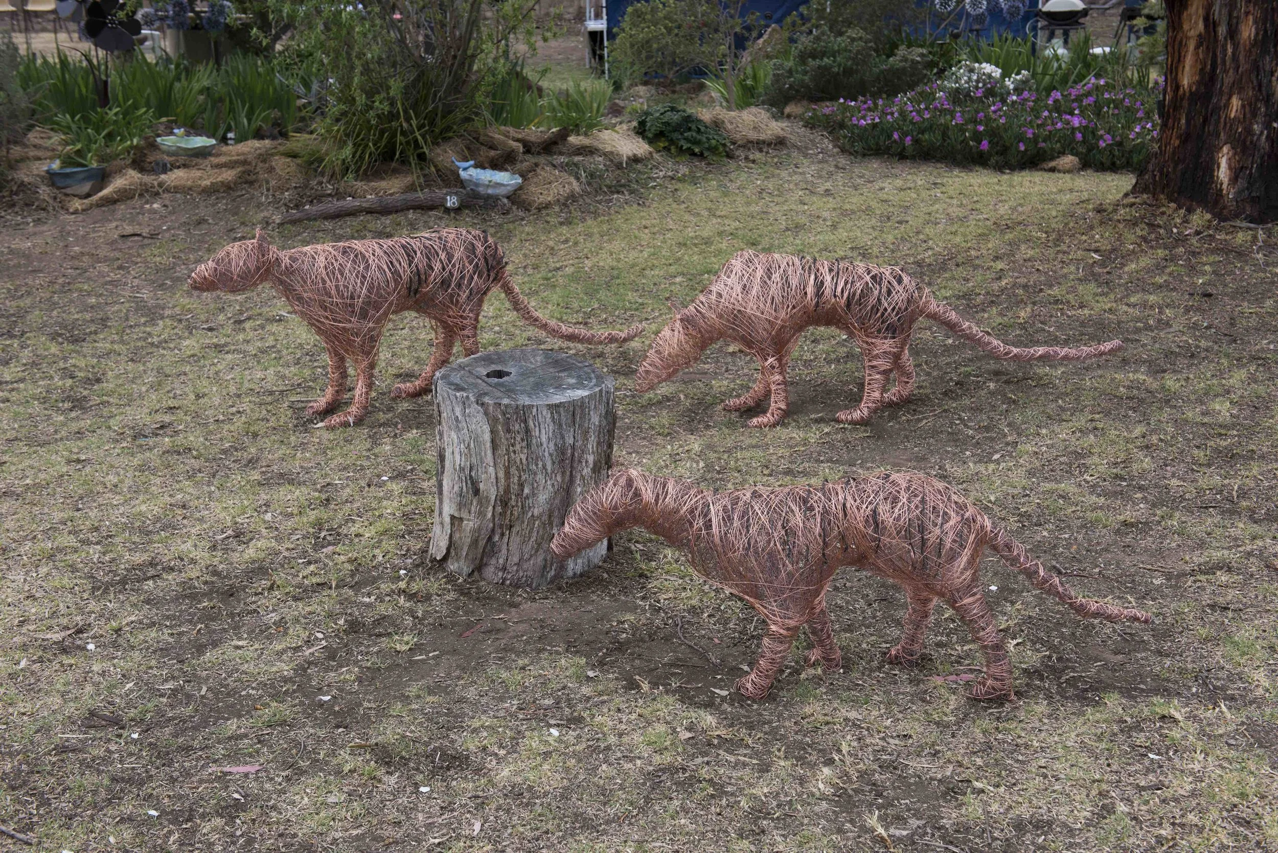 'Absence of the Tasmanian Tiger' by Allison Garoza